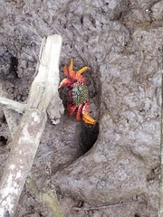 Goniopsis pulchra