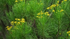 Euryops brevipapposus