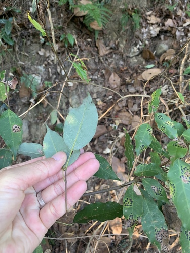 Acer albopurpurascens (Acer albopurpurascens)
