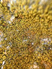 Flavoplaca flavocitrina