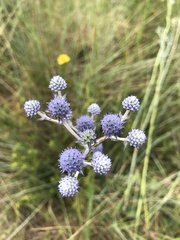 Eryngium junceum