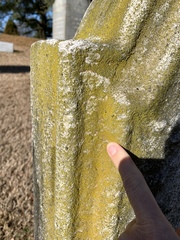 Flavoplaca flavocitrina