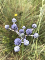 Eryngium junceum