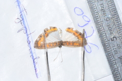 Nymphidium caricae
