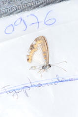 Nymphidium caricae