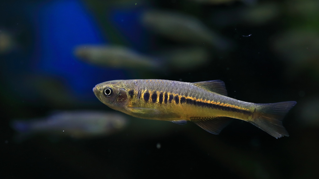 Devario apogon