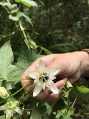 Passiflora morifolia