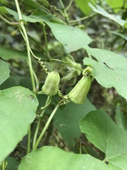 Passiflora morifolia