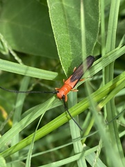 Oberea trigonalis