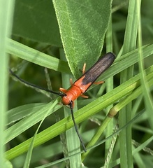 Oberea trigonalis