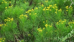 Euryops brevipapposus