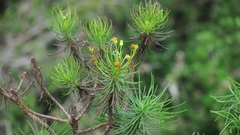 Euryops brevipapposus