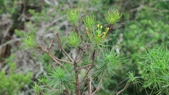 Euryops brevipapposus