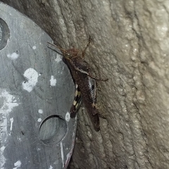 Omalotettix obliquus