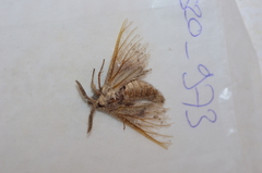 Apatelodidae