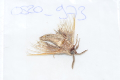 Apatelodidae