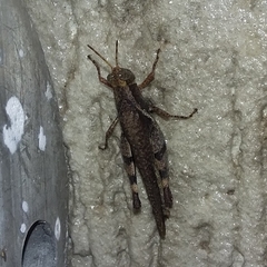 Omalotettix obliquus