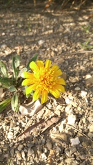 Asteraceae