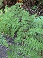 Hypolepis sparsisora