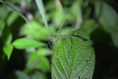 Ocnophiloidea regularis