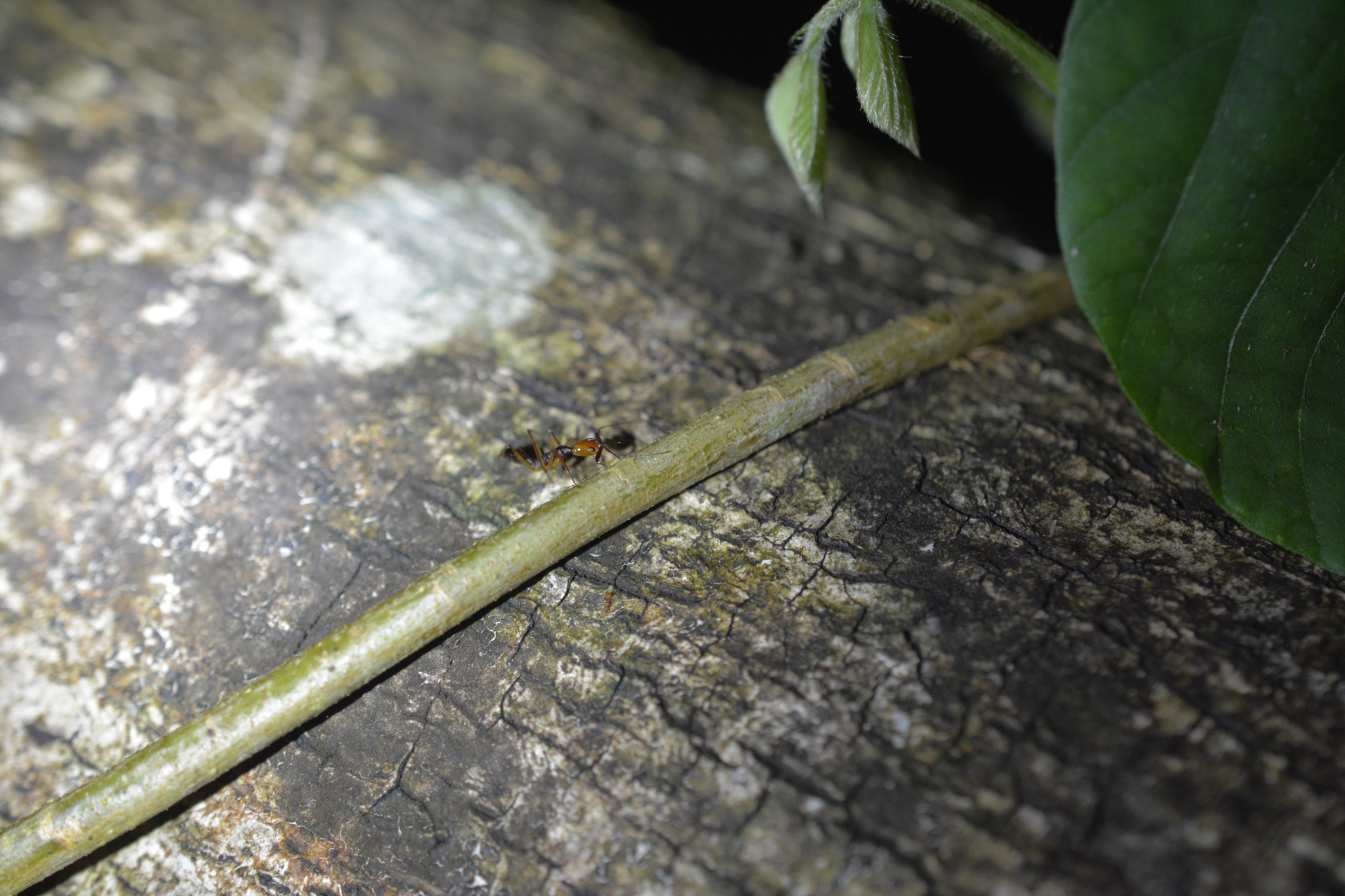 Anochetus emarginatus