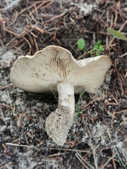 Rhodocybe malenconii