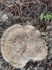 Rhodocybe malenconii