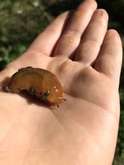 Geomalacus anguiformis