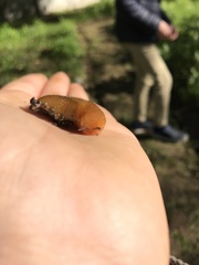 Geomalacus anguiformis