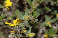 Hibbertia semipilosa