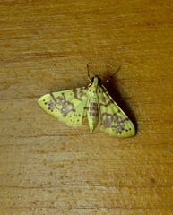 Conogethes haemactalis