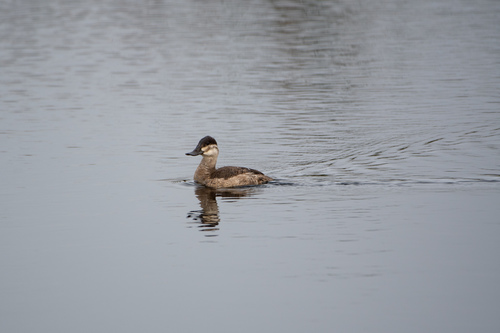 Oxyura jamaicensis image