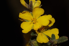 Hibbertia semipilosa