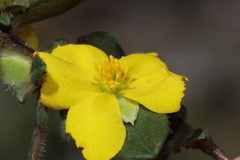 Hibbertia semipilosa