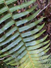 Blechnum punctulatum punctulatum