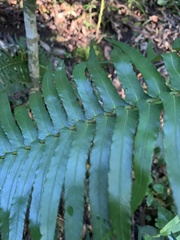 Blechnum punctulatum punctulatum