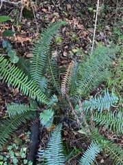 Blechnum punctulatum punctulatum