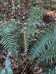 Blechnum punctulatum punctulatum