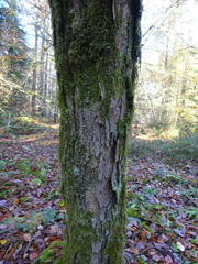 Carpinus japonica