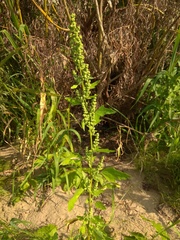 Chenopodium acerifolium