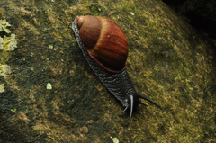 Megalobulimus ovatus