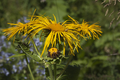 Inula magnifica