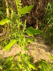 Chenopodium acerifolium