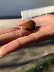 Geomalacus anguiformis