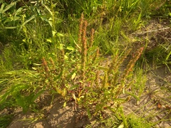 Rumex ucranicus