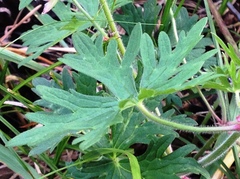 Geranium transbaicalicum