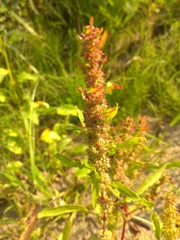 Rumex ucranicus
