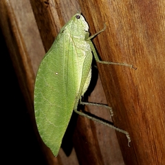 Phylloptera ovalifolia