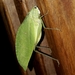 Phylloptera - Photo (c) Patricio A. Mantinian, algunos derechos reservados (CC BY-NC), subido por Patricio A. Mantinian