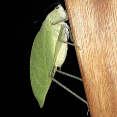 Phylloptera ovalifolia